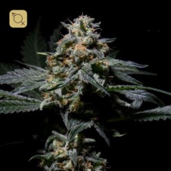 R-Kiem Regular · R-Kiem Seeds