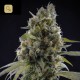 Solodiol · Elite Seeds