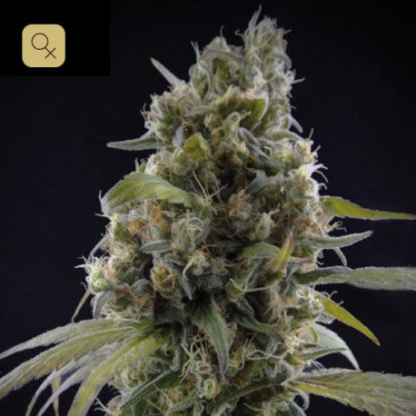 Solodiol · Elite Seeds