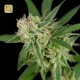 Sour Banana Sherbet Regular · DNA Genetics