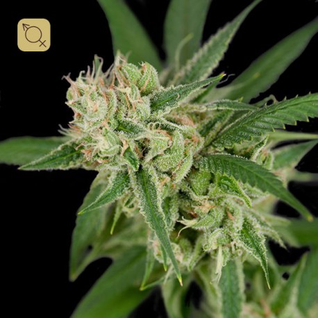 Sour Banana Sherbet Regular · DNA Genetics