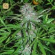 Panama · Cannabiogen
