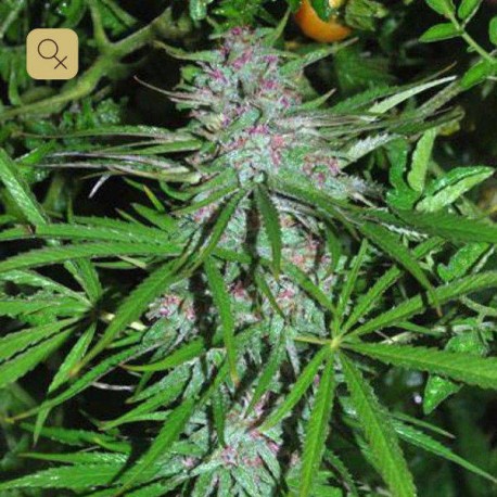 Panama · Cannabiogen
