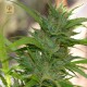 Auto CBG · Cannabiogen