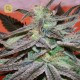 Panama DC · Cannabiogen