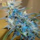 Sugarloaf · Cannabiogen