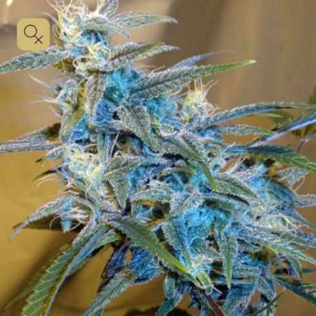 Sugarloaf · Cannabiogen