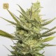 Gipsy Haze · Eva Seeds