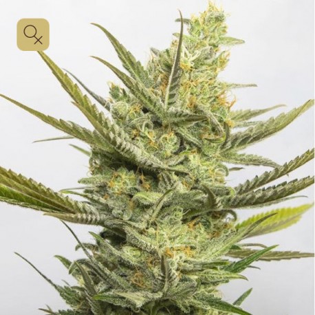 Gipsy Haze · Eva Seeds