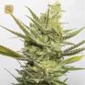 Gipsy Haze