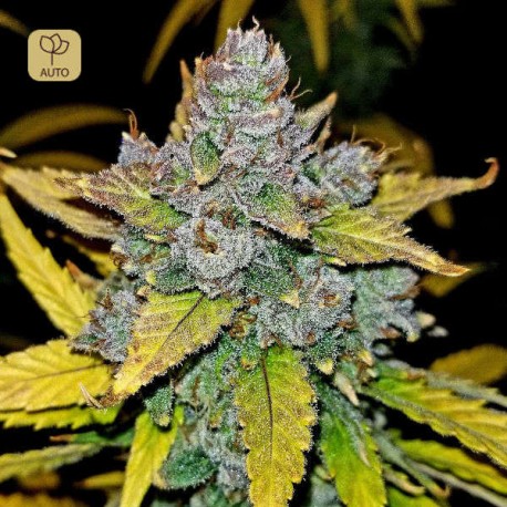 Blue Dream´matic · Fastbuds