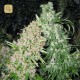 Skunk Special · Female Seeds