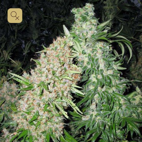 Skunk Special · Female Seeds