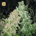 Skunk Special