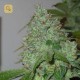 Chem OG · Female Seeds