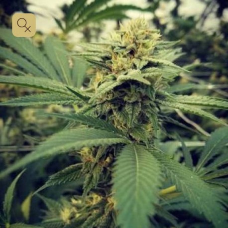 Critical Sour · Female Seeds