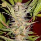 S.A.D. Sweet Afgani Delicious F1 Fast Version · Sweet Seeds