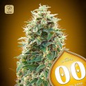 Auto 00 Cheese