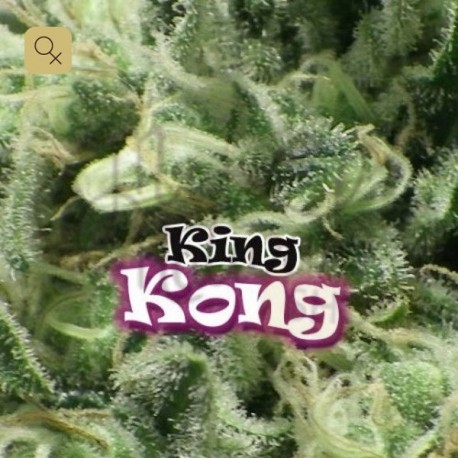 King Kong · Dr Underground