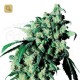 Super Skunk · Sensi Seeds