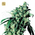 Super Skunk