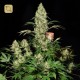 Ak-47 Regular · Serious Seeds