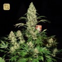 Ak-47 Regular
