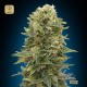 Auto Afghan Mass · 00 Seeds