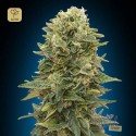 Auto Afghan Mass