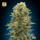 Northern Lights Fem · 00 Seeds