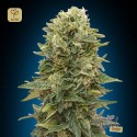 Northern Lights