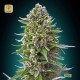 Auto Northern Lights · 00 Seeds