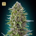 Auto Northern Lights