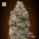Chocolate Skunk · 00 Seeds