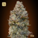 Chocolate Skunk