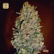 Auto Chocolate Skunk · 00 Seeds