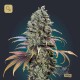 Chocolate Cream · 00 Seeds