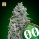 Auto Afghan Mass XXL · 00 Seeds