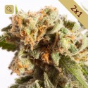 Amnesia Cheese
