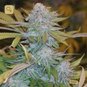 Chocolate Mint OG