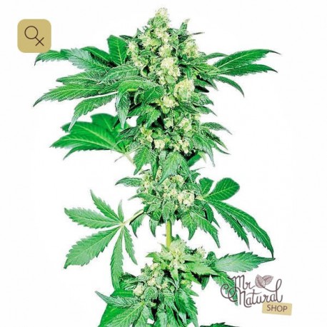 Afghani 1 · Sensi Seeds