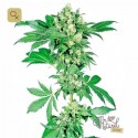 Afghani 1