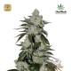 Girl Scout Cookies Auto · FastBuds