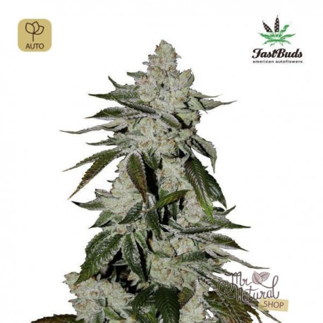 Girl Scout Cookies Auto · FastBuds