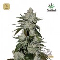 Girl Scout Cookies Auto