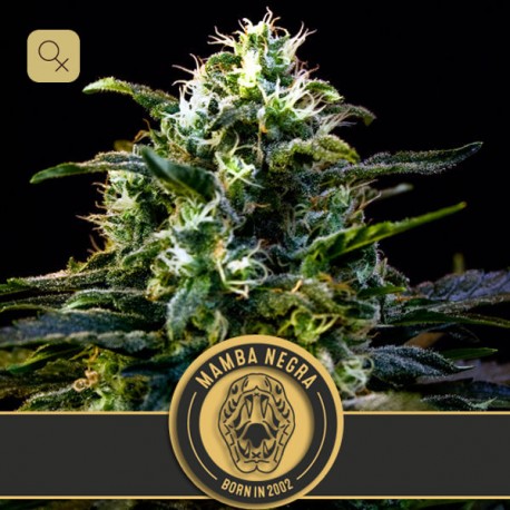 Mamba Negra · Blimburn Seeds