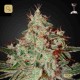 Lemon Skunk · Green House