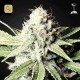 Great White Shark · Green House