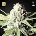 Great White Shark