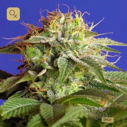 Green Poison F1 Fast Version